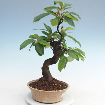 Venkovní  bonsai -  Pseudocydonia sinensis - Kdouloň čínská VB2020-563 - 1