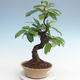 Venkovní  bonsai -  Pseudocydonia sinensis - Kdouloň čínská VB2020-563 - 1/2