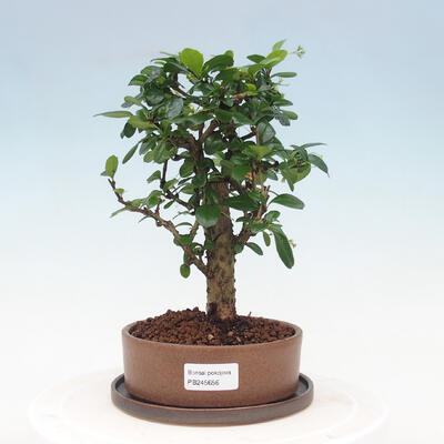 Pokojová bonsai s podmiskou - Carmona macrophylla - Čaj fuki - 1
