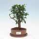 Pokojová bonsai s podmiskou - Carmona macrophylla - Čaj fuki - 1/7