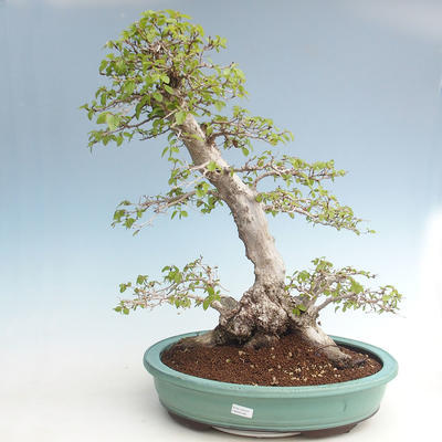 Venkovní bonsai -Carpinus CARPINOIDES - Habr korejský VB2020-566 - 1