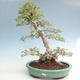 Venkovní bonsai -Carpinus CARPINOIDES - Habr korejský VB2020-566 - 1/5