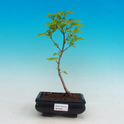 Venkovní bonsai -Javor ohnivý