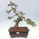 Vonkajší bonsai - Pinus mugo - Borovica kľač - 1/5