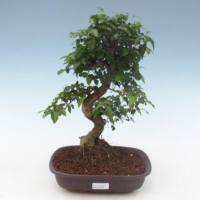 Pokojová bonsai -Ligustrum chinensis - Ptačí zob PB2191568 - 1