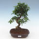 Pokojová bonsai -Ligustrum chinensis - Ptačí zob PB2191568 - 1/3