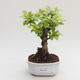 Pokojová bonsai - Duranta erecta Aurea PB2191569 - 1/3