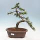 Venkovní bonsai - Pinus mugo   - Borovice kleč - 1/4