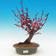 Venkovní bonsai -Japonská meruňka - Prunus Mume - 1/6