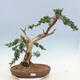 Venkovní bonsai - Juniperus chinensis -Jalovec čínský - 1/6