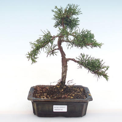Venkovní bonsai - Juniperus chinensis -Jalovec čínský VB2020-56