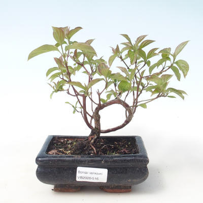 Venkovní bonsai - Dřín - Cornus mas VB2020-516 - 1