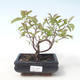 Venkovní bonsai - Dřín - Cornus mas VB2020-516 - 1/2