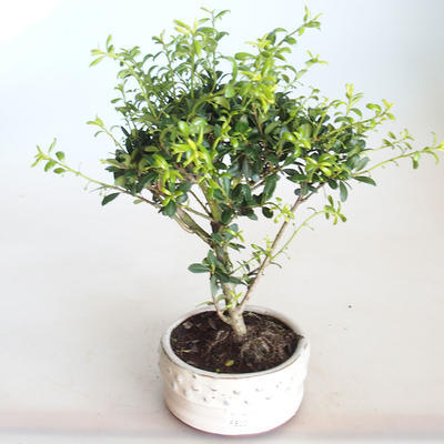 Pokojová bonsai - Ilex crenata - Cesmína PB2201156