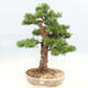 Venkovní bonsai -Larix decidua - Modřín opadavý - 1/6