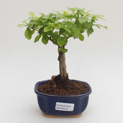 Pokojová bonsai - Duranta erecta Aurea PB2191570 - 1