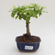 Pokojová bonsai - Duranta erecta Aurea PB2191570 - 1/3
