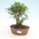 Pokojová bonsai -Ligustrum retusa - malolistý ptačí zob - 1/3