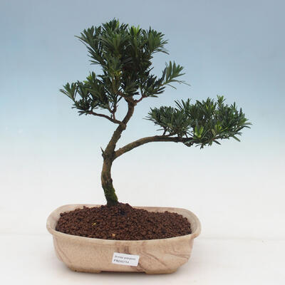 Pokojová bonsai-Podocarpus- kamenný tis - 1