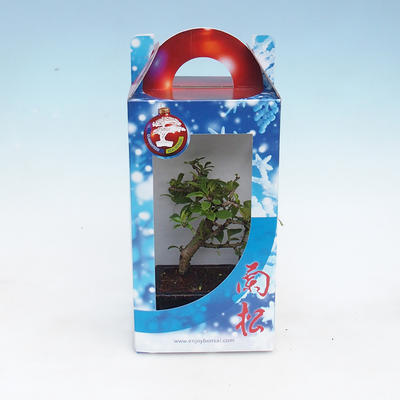 Pokojová bonsai v dárkové krabičce - 1