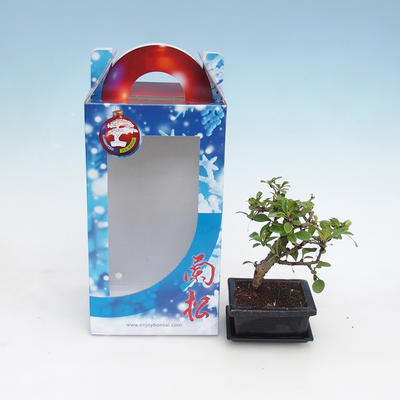 Pokojová bonsai v dárkové krabičce, Carmona macrophylla - čaj fuki