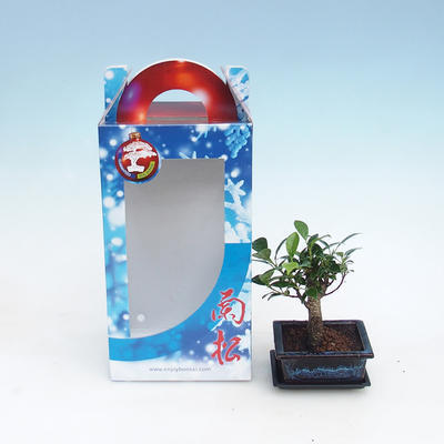 Pokojová bonsai v dárkové krabičce, Ficus retusa - fíkus malolistý