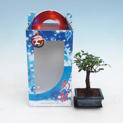 Pokojová bonsai v dárkové krabičce, Ulmus parvifolia - Jilm čínský