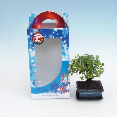 Pokojová bonsai v dárkové krabičce, Sagaretie thea - Sagaretie čajová