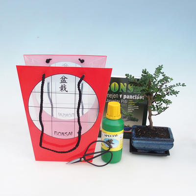 Pokojová bonsai v dárkové krabičce, Zantoxilum piperitum - pepřovník