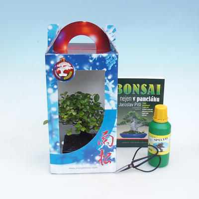 Pokojová bonsai v dárkové krabičce - 1