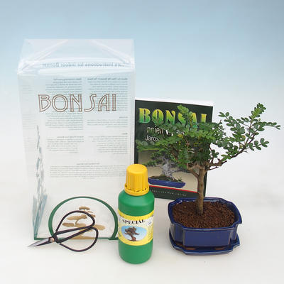 Pokojová bonsai v dárkové krabičce, Zantoxilum piperitum - pepřovník
