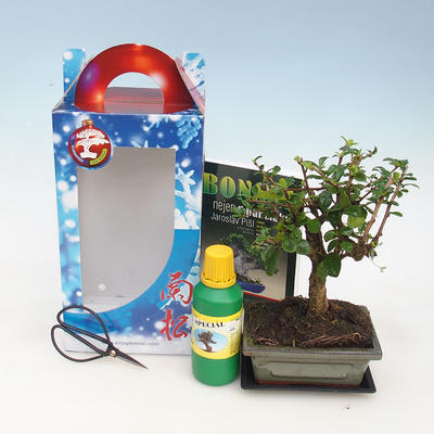 Pokojová bonsai v dárkové krabičce, Carmona macrophylla - čaj fuki