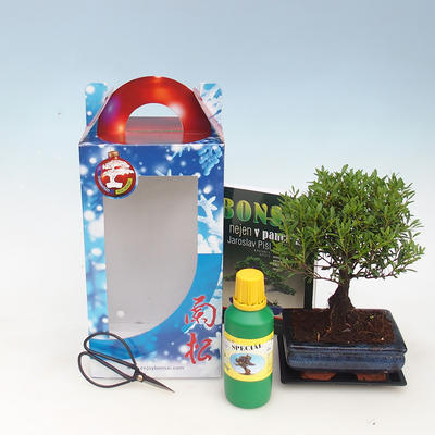 Pokojová bonsai v dárkové krabičce,  Syzigium-Pimentovník 