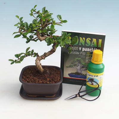 Pokojová bonsai sada, Carmona macrophylla - čaj fuki
