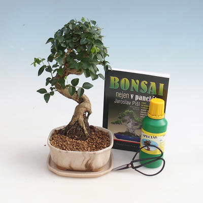 Pokojová bonsai sada, Ligustrum chinensis - Ptačí zob