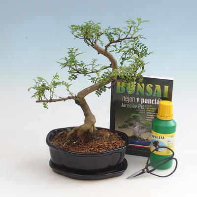 Pokojová bonsai sada, Zantoxilum piperitum - pepřovník_S