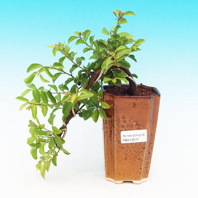 Pokojová bonsai Hvězdice levandulová PB213575 - 1