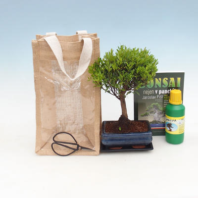 Pokojová bonsai v dárkové krabičce, Syzigium-Pimentovník 