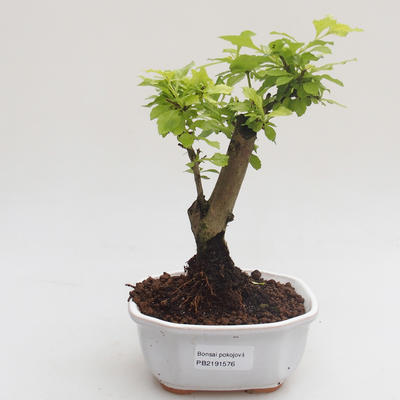 Pokojová bonsai - Duranta erecta Aurea PB2191576 - 1
