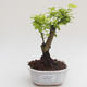 Pokojová bonsai - Duranta erecta Aurea PB2191576 - 1/3