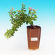 Pokojová bonsai Hvězdice levandulová PB213576 - 1/4