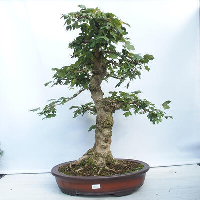 Venkovní bonsai - Acer campestre - Javor babyka - 1
