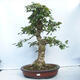 Venkovní bonsai - Acer campestre - Javor babyka - 1/5