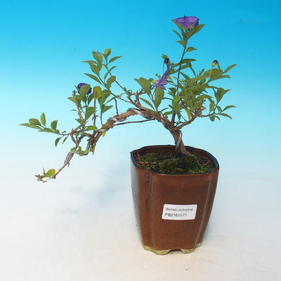 Pokojová bonsai - Hořcový stromek-Solanum rantonnetii - 1