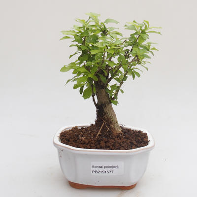 Pokojová bonsai - Duranta erecta Aurea PB2191577 - 1