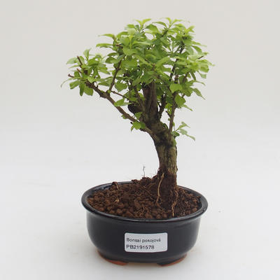 Pokojová bonsai - Duranta erecta Aurea PB2191578 - 1