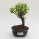 Pokojová bonsai - Duranta erecta Aurea PB2191578 - 1/3
