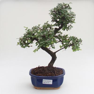 Pokojová bonsai - Ulmus parvifolia - Malolistý jilm PB2191579 - 1