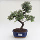 Pokojová bonsai - Ulmus parvifolia - Malolistý jilm PB2191579 - 1/3