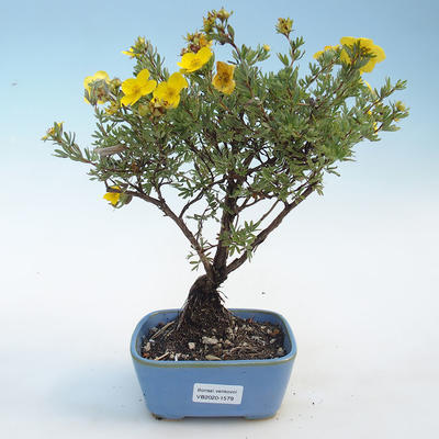 Venkovní bonsai-Mochna křovitá - Potentila žlutá - 1